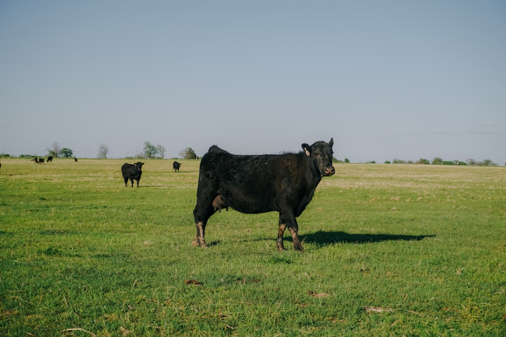 Un gruppo di mucche in un campo