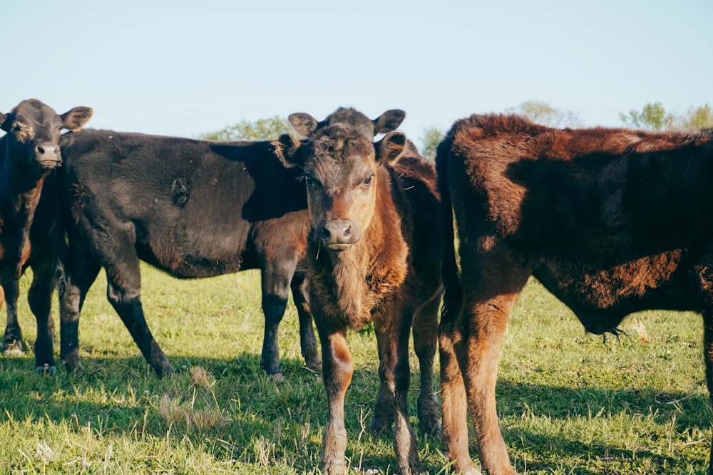 um grupo de vacas em um campo