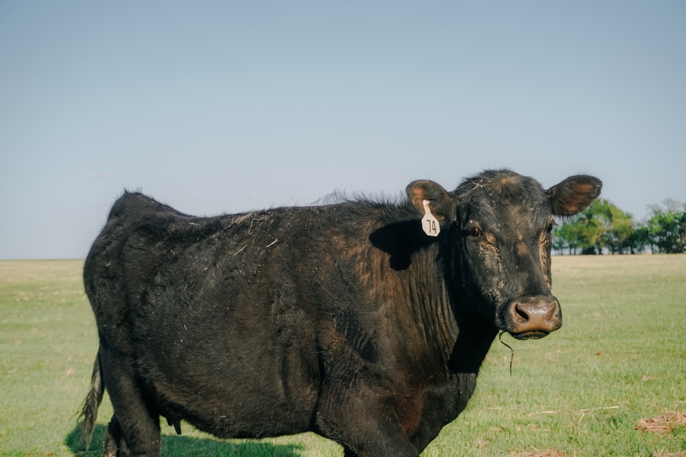 Ein paar Kühe stehen auf einem grasbewachsenen Feld