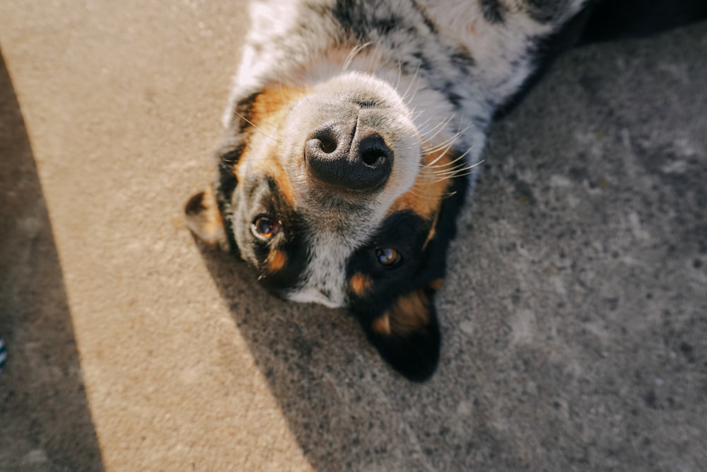 Ein Hund liegt auf dem Boden