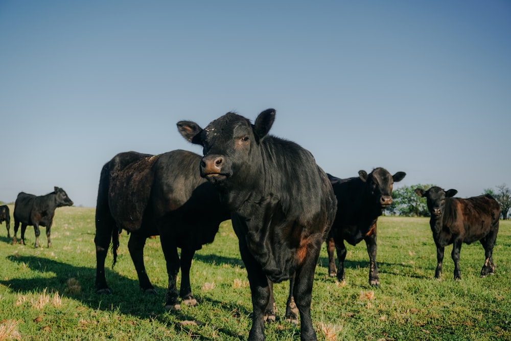 a herd of black cows