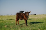 A stunning view of a successful farm with healthy calves.
