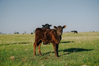 A young brown calf stands in a grassy field, with another calf behind it and several more cows grazing in the distance. The landscape is vast and open, with a clear, blue sky above.