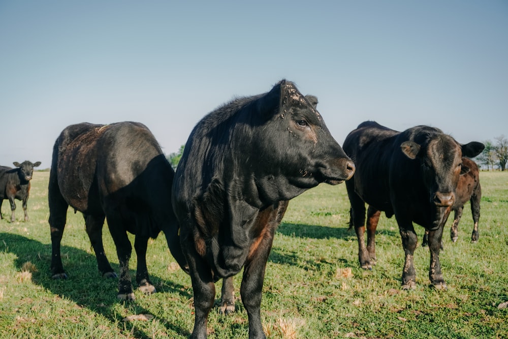 Un gruppo di mucche in un campo