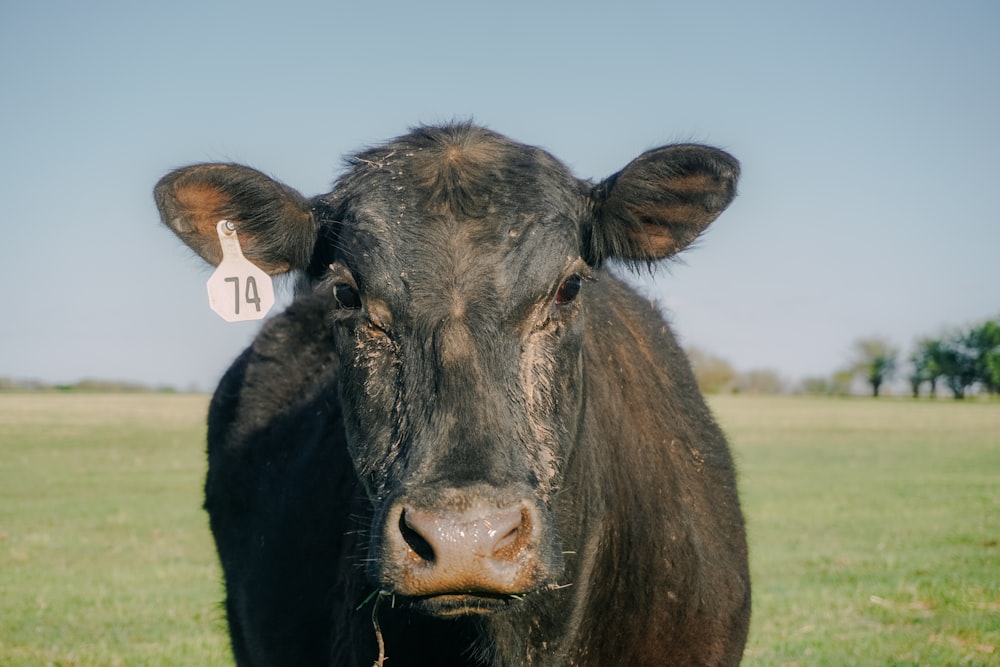 Una vaca con una etiqueta en la oreja