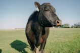 A close-up of a black cow standing in a green pasture on a clear day. The cow has a tag on its ear and a piece of straw hanging from its mouth. The background features a wide expanse of grass and some trees along the horizon under a blue sky.