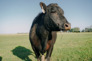 A close-up of a black cow standing in a green pasture on a clear day. The cow has a tag on its ear and a piece of straw hanging from its mouth. The background features a wide expanse of grass and some trees along the horizon under a blue sky.