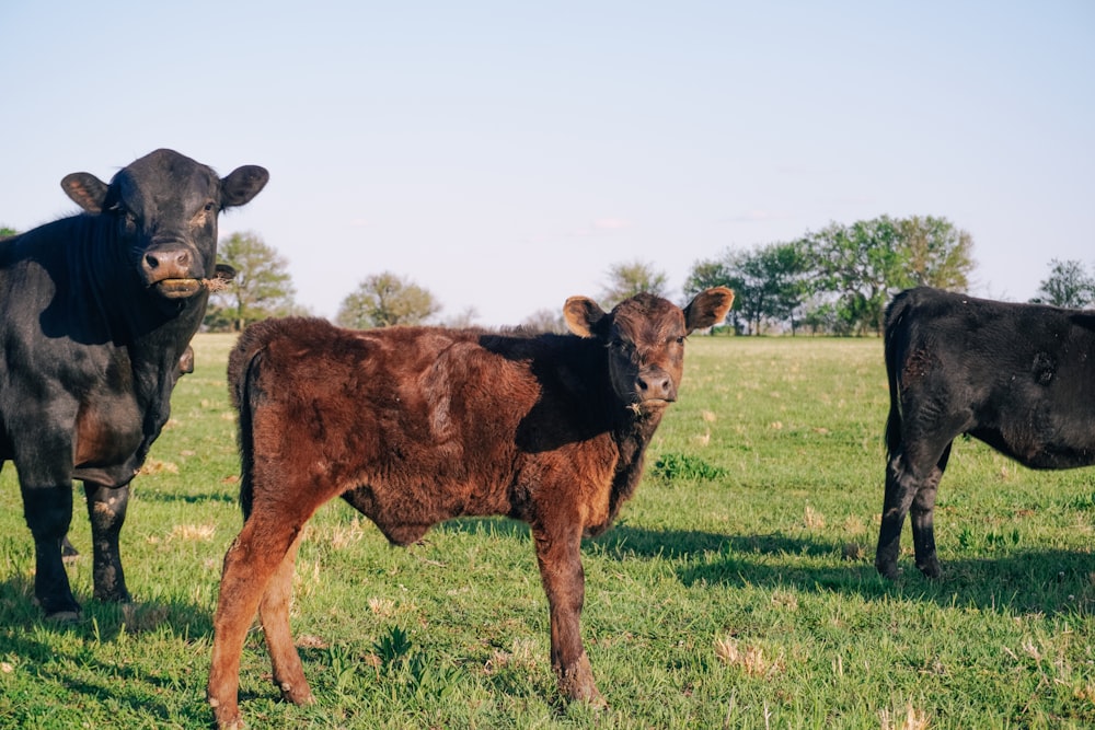 Eine Gruppe Kühe steht auf einem grasbewachsenen Feld