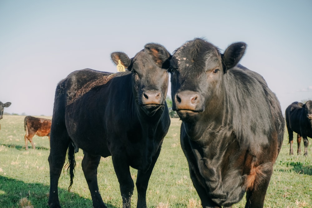 a group of cows stand in a field