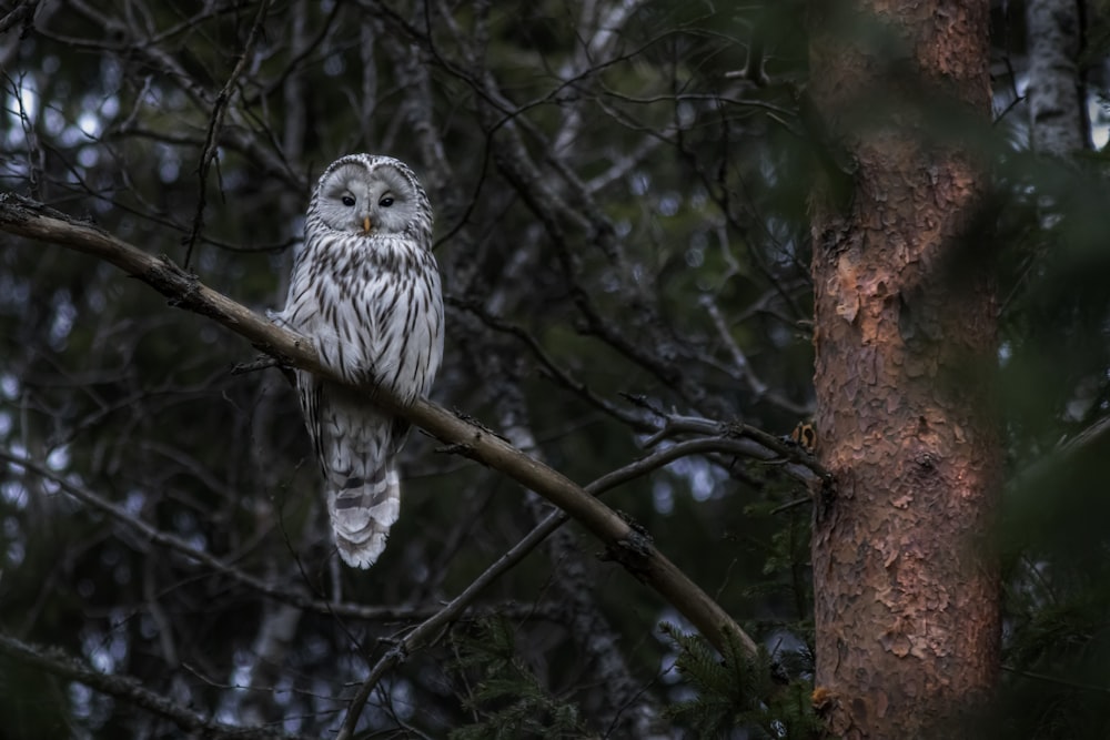 an owl sitting on a tree branch