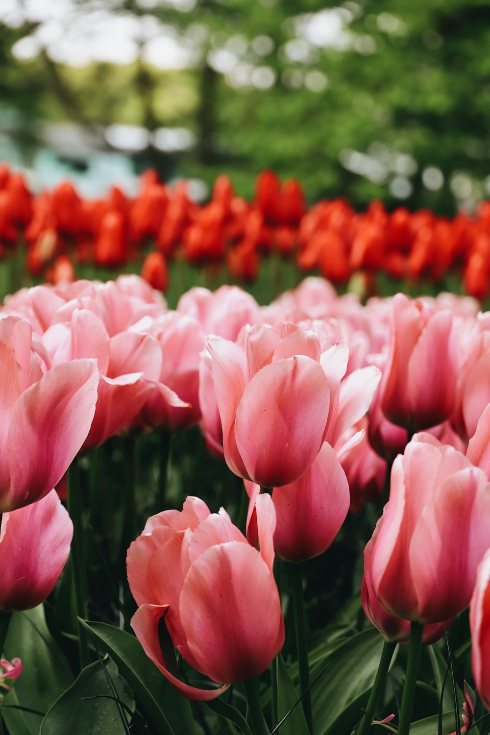 a group of pink flowers