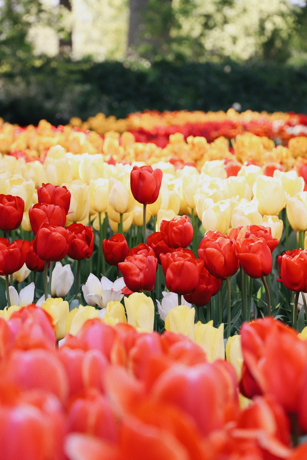 a field of colorful flowers