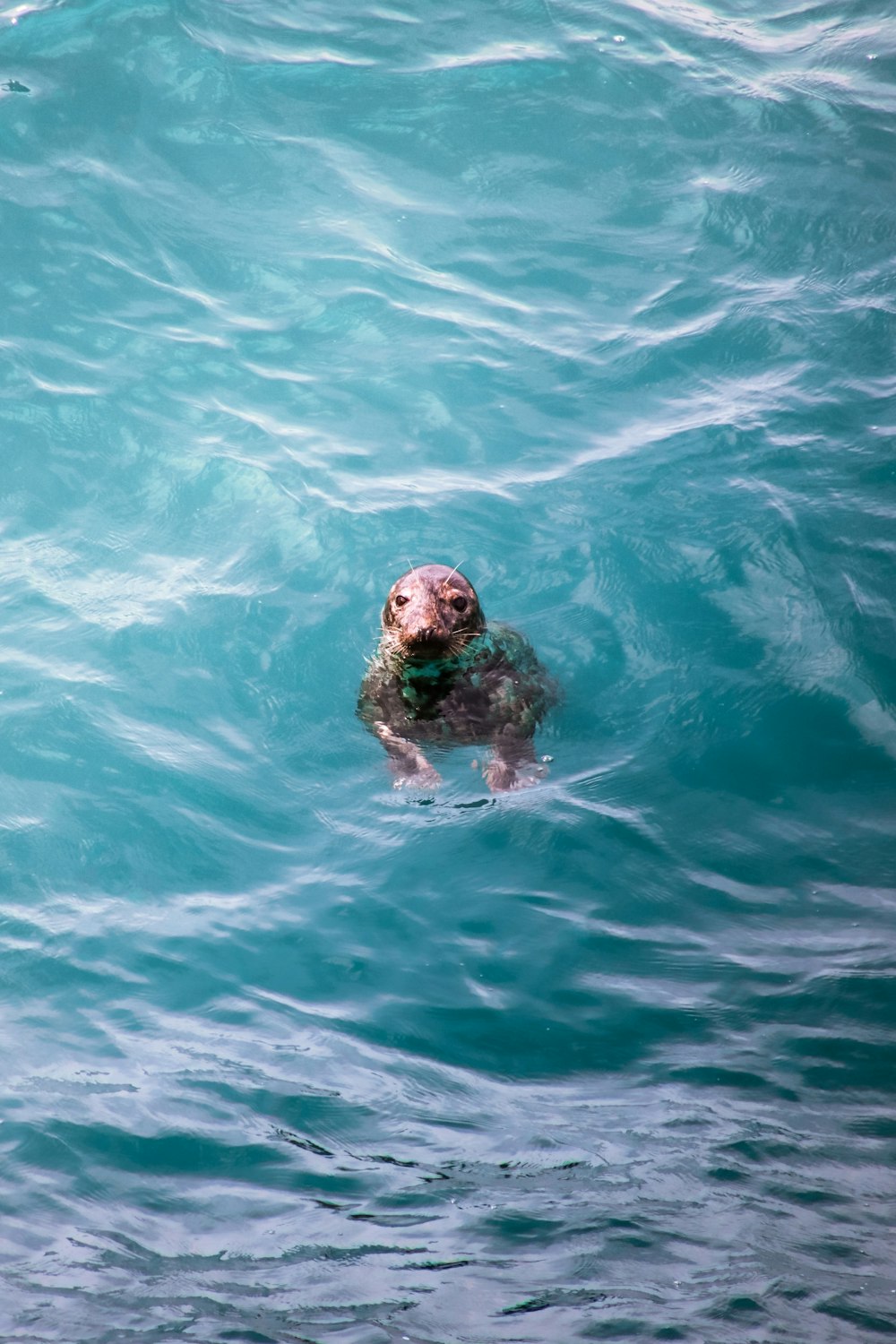 a dolphin swimming in the water