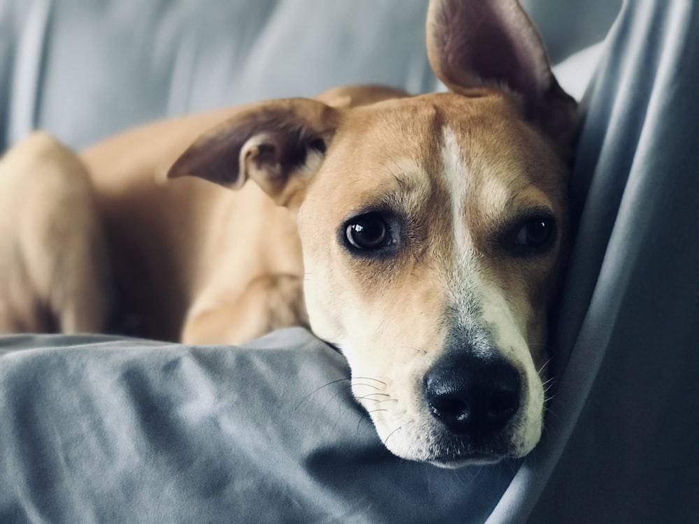 a dog lying on a person's lap