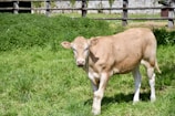 A close-up of a curious young calf standing in a sunlit pasture.