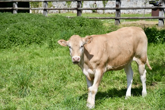 A young calf stands on a lush green grassy field, surrounded by a wooden fence and a stone wall in the background. The calf has a light brown coat and white legs, looking directly at the viewer with a curious expression.