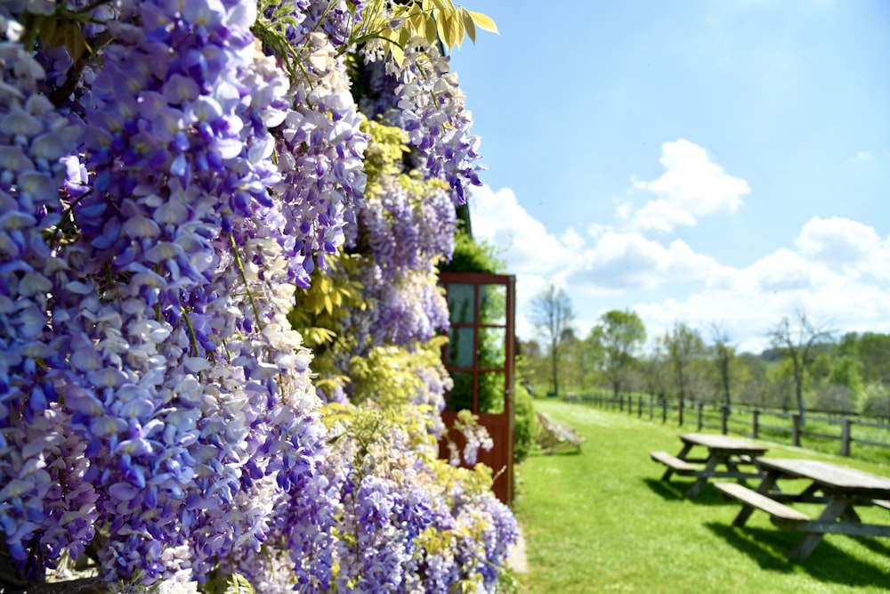 a tree with purple flowers