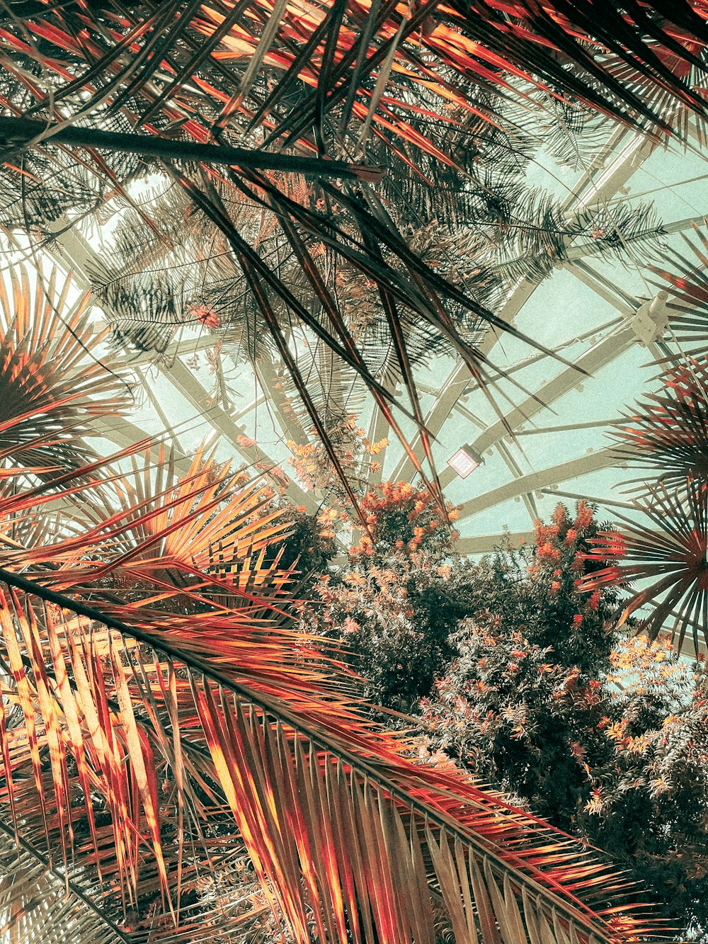 a group of trees with orange leaves