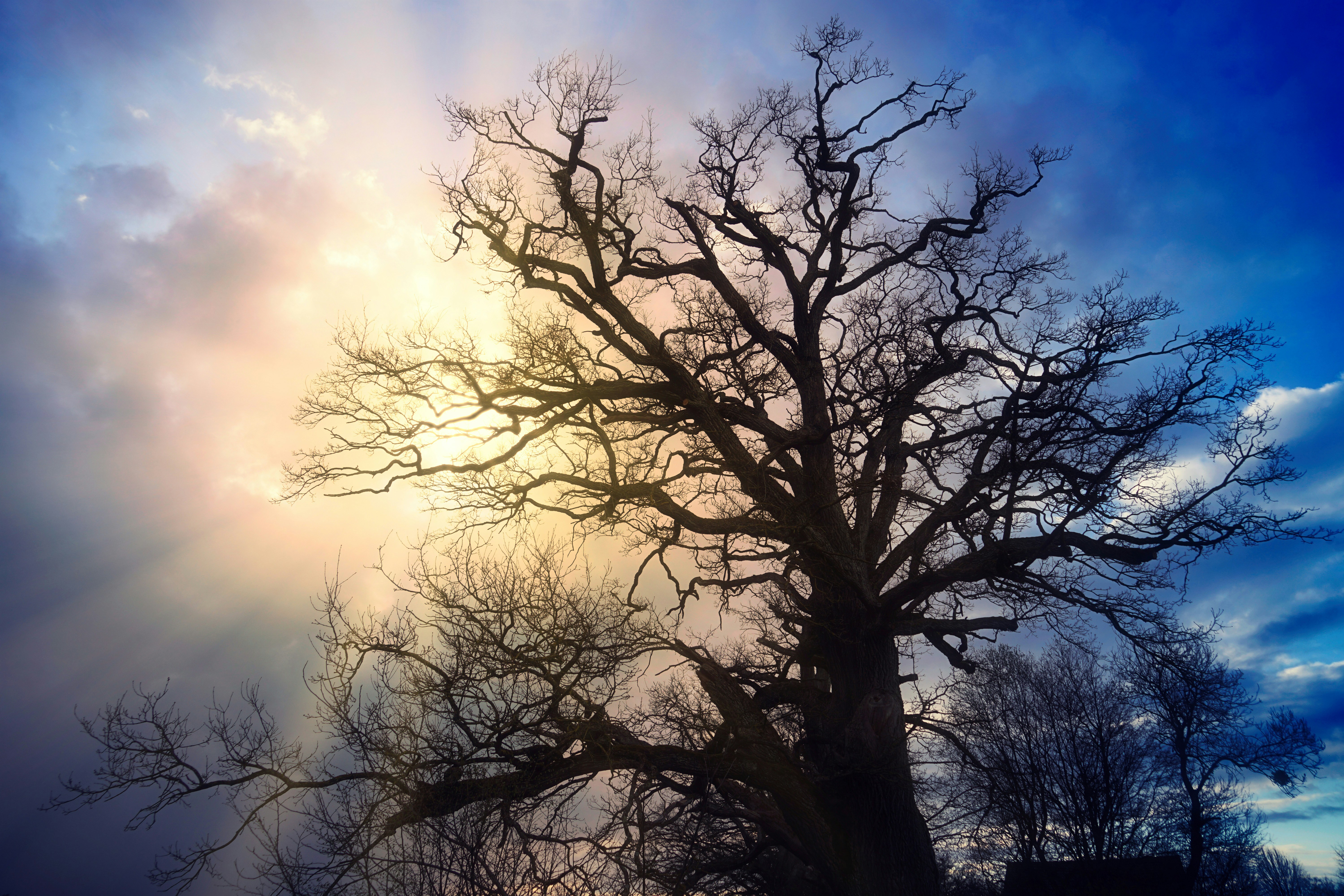 a group of trees with the sun behind them