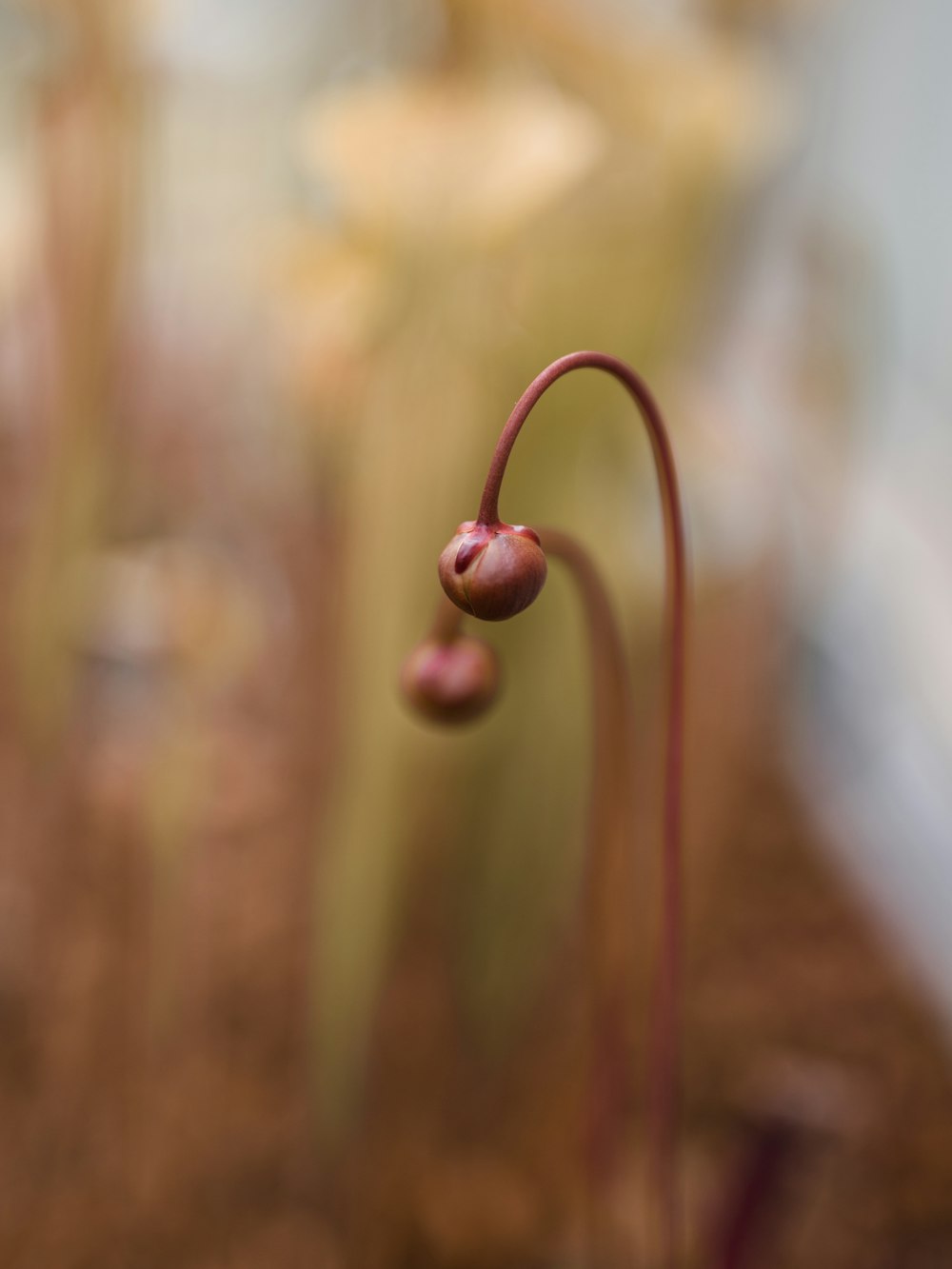 a close-up of a needle