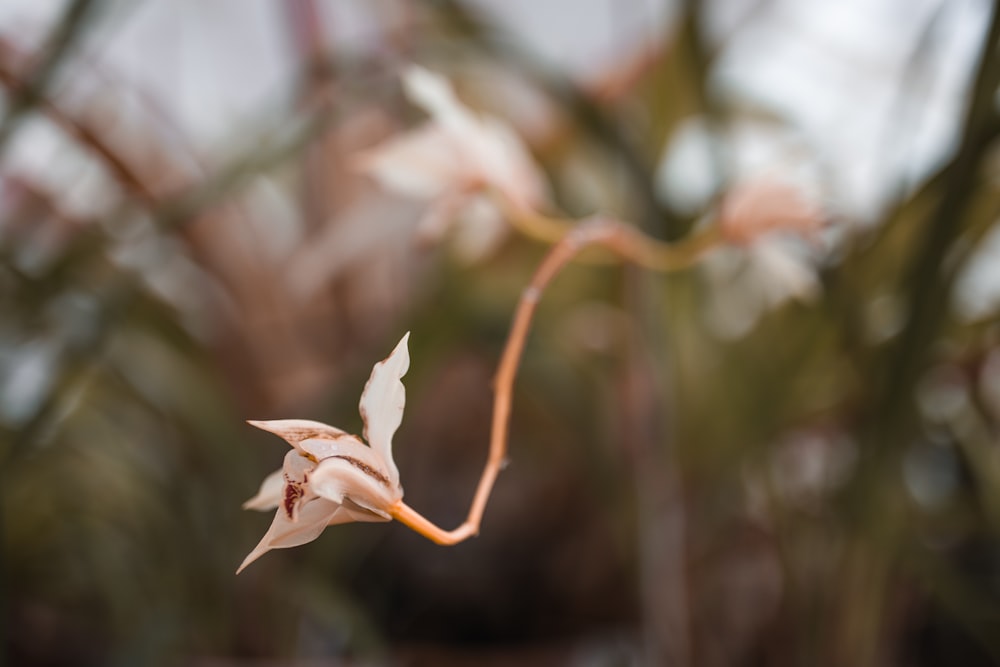 a close up of a plant