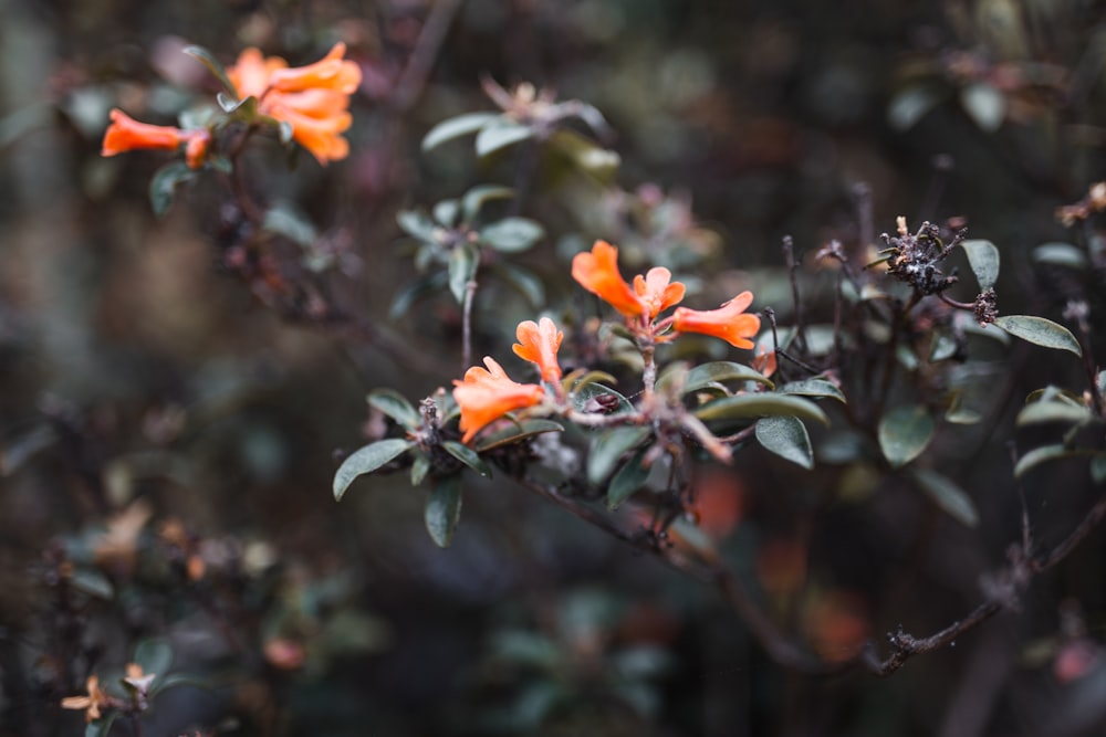 a close up of a plant with orange flowers