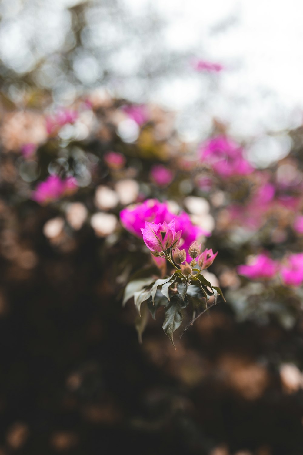 a close up of a flower