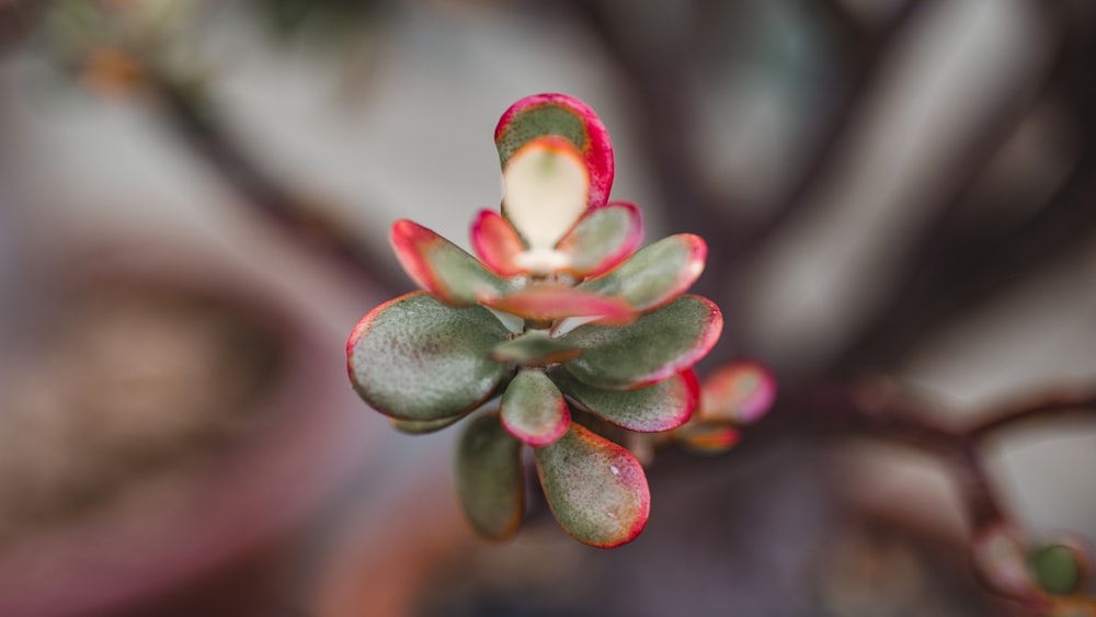 a close up of a flower