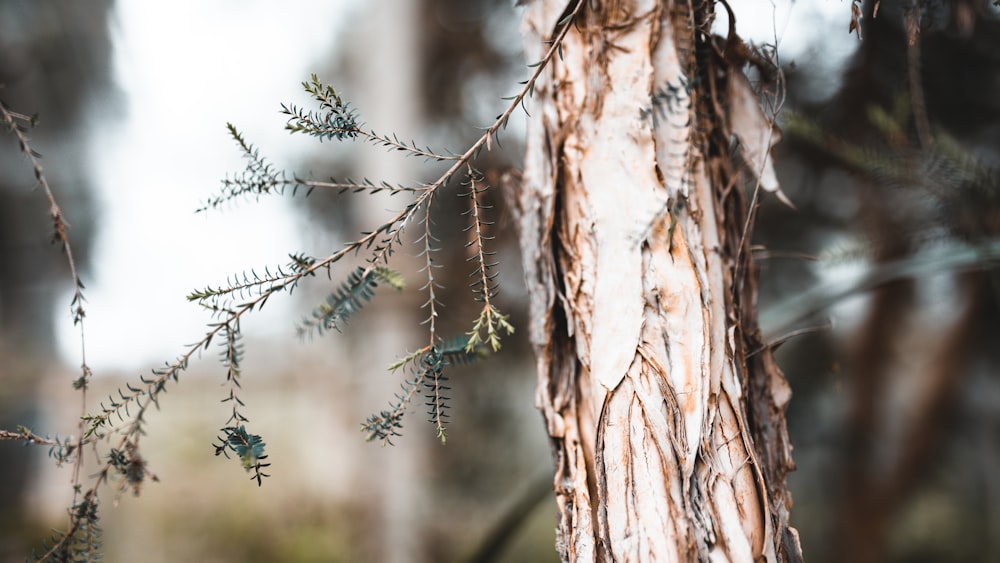 a group of ants on a tree