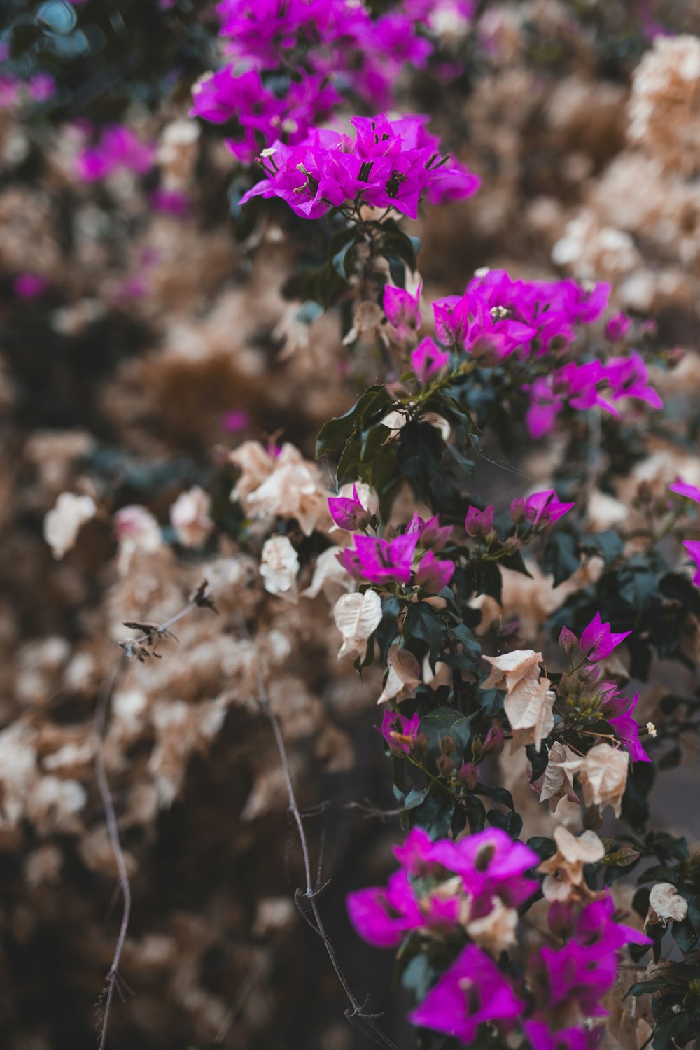 a close up of flowers