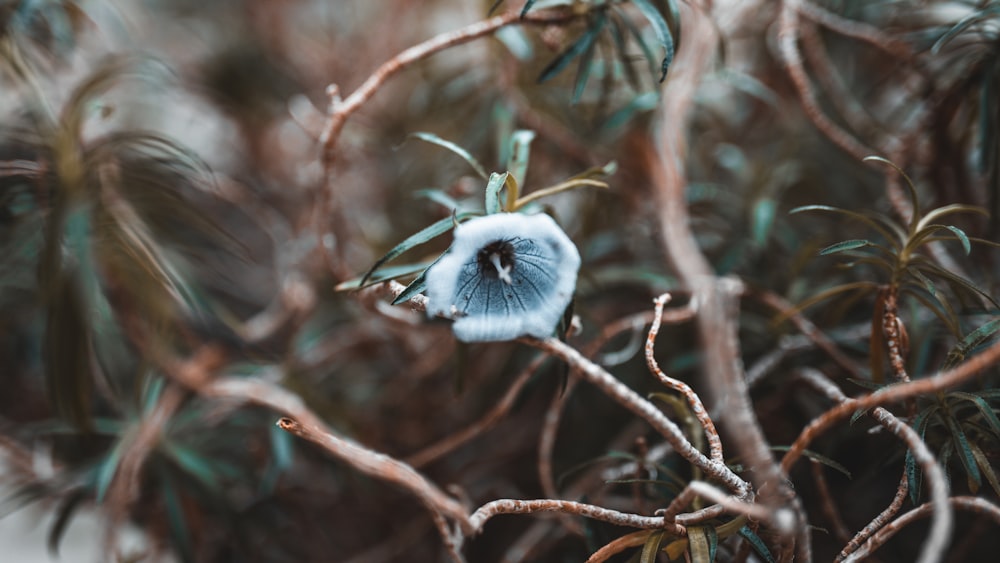 a white flower on a tree