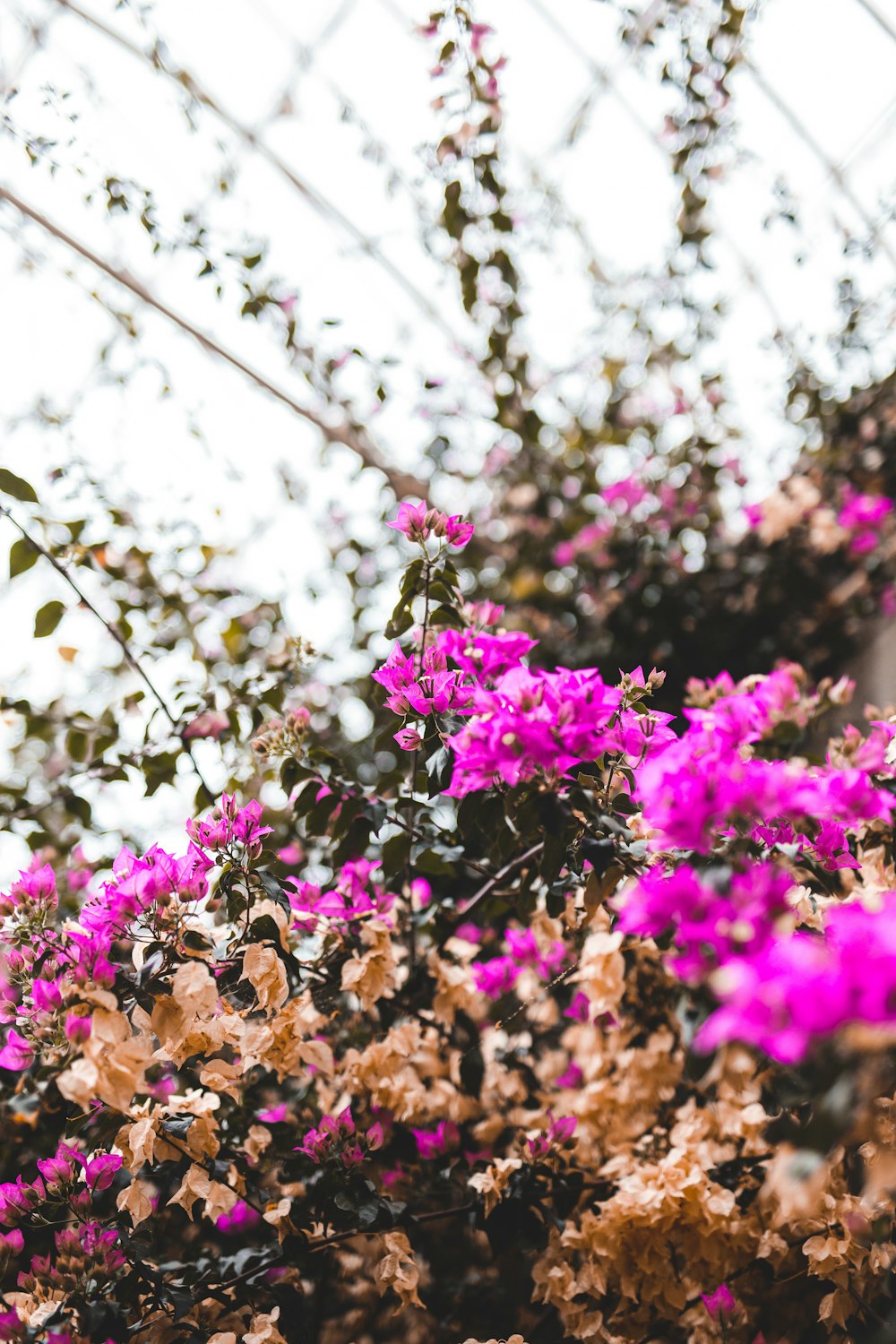 purple flowers on a plant