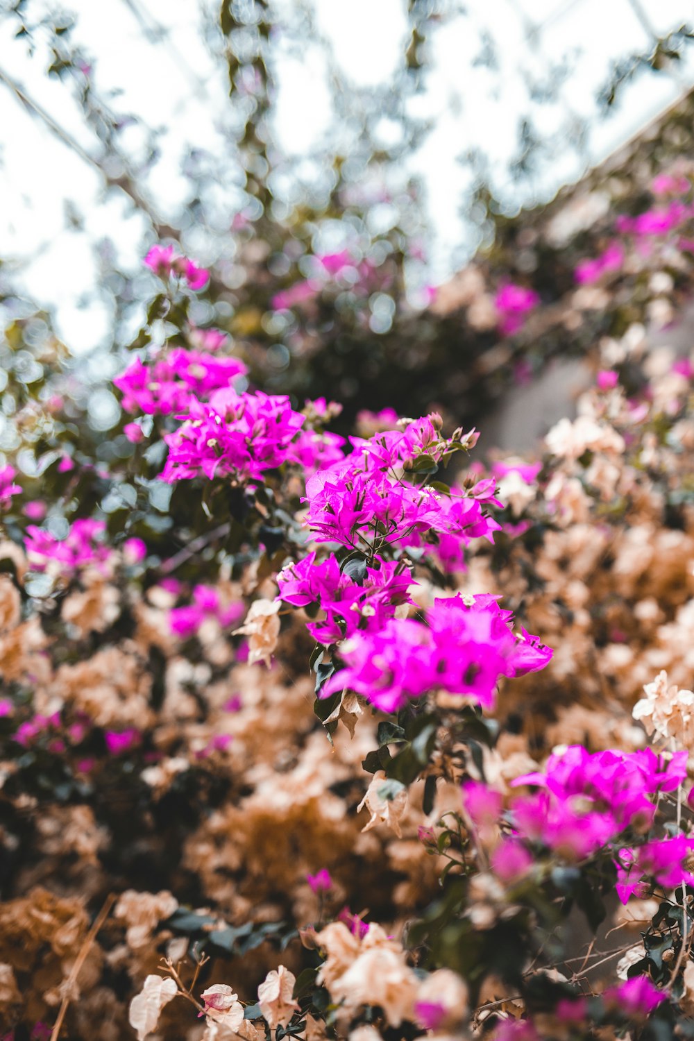 a group of flowers