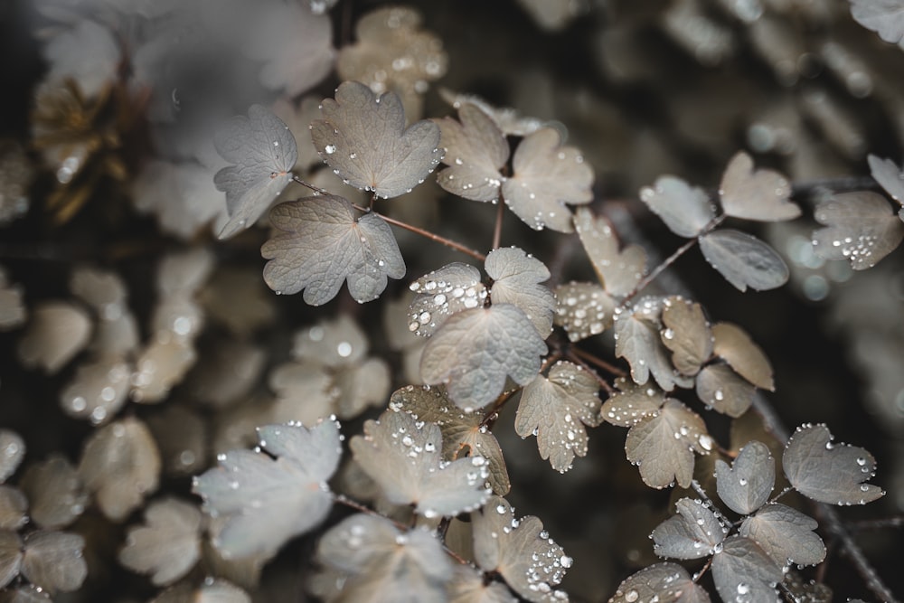 a close up of some leaves