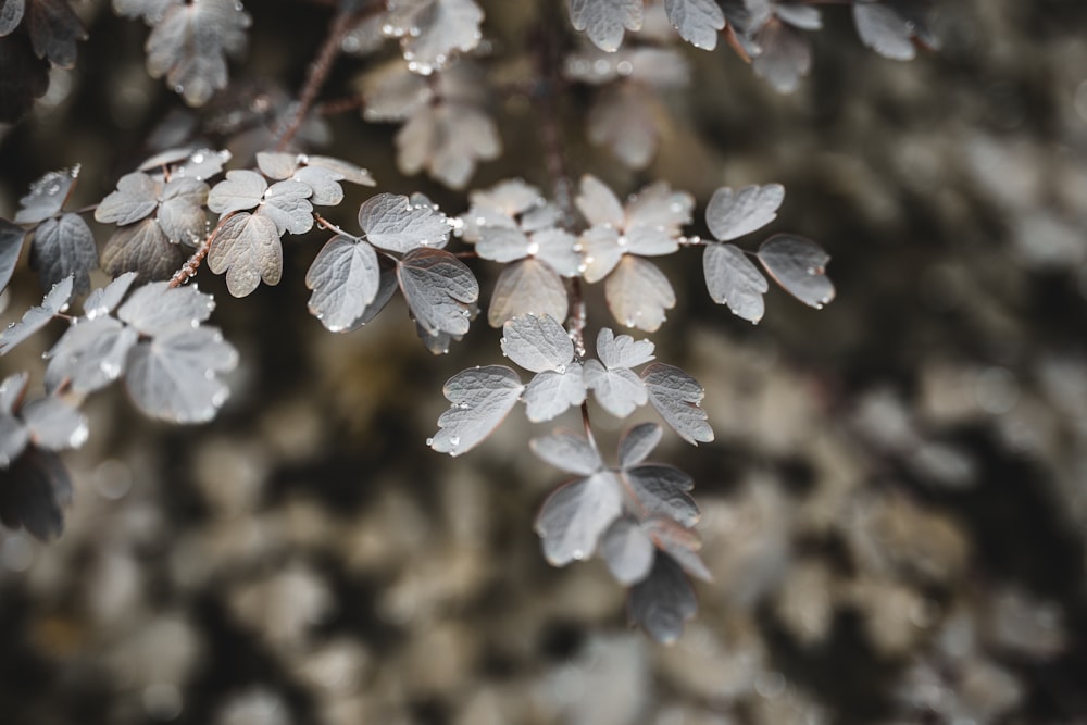 close up of white flowers