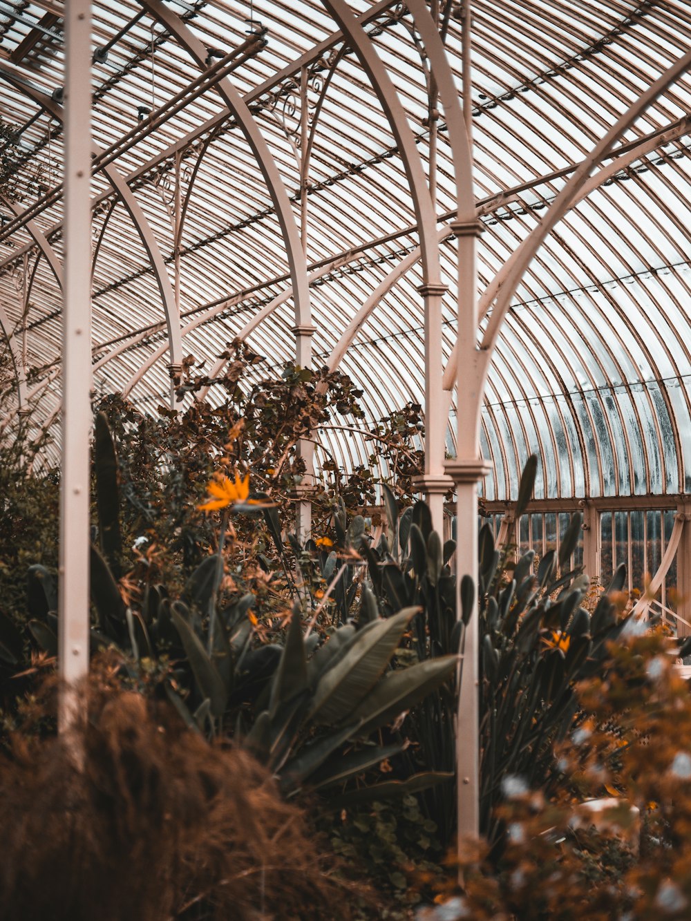 a greenhouse with plants and flowers