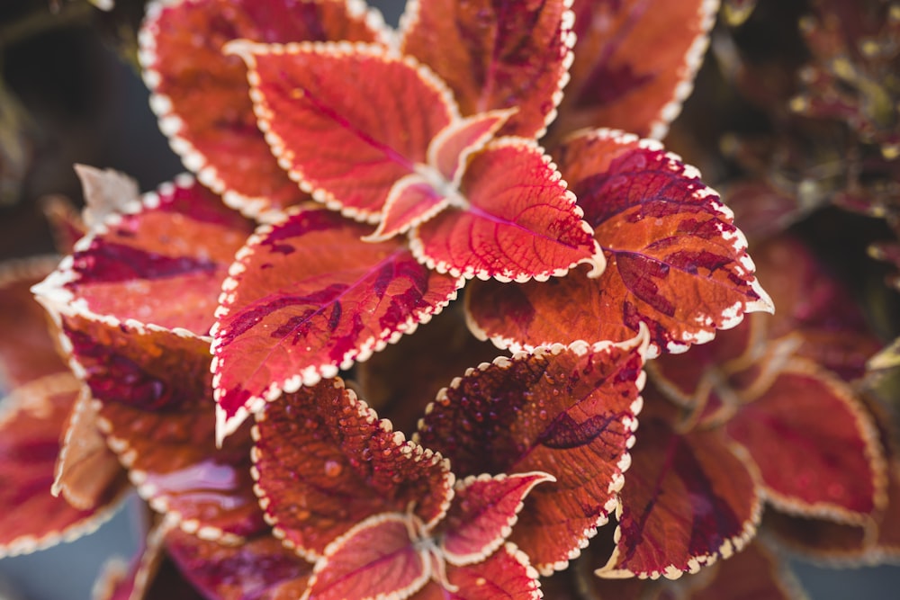 a close up of a red leaf