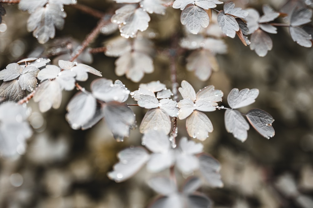 close up of white flowers