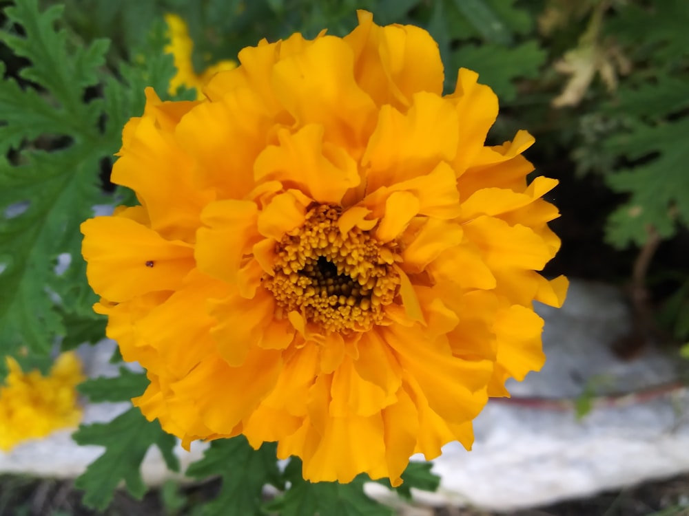 a yellow flower with a large center