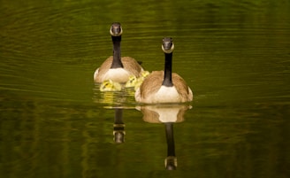 a couple of geese swimming in a pond