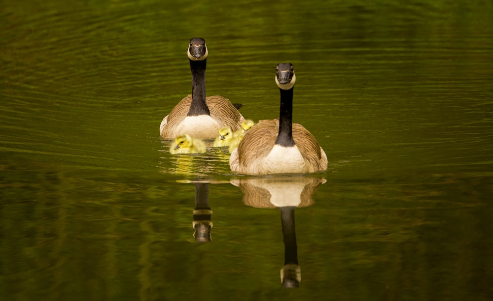 a couple of geese swimming in a pond