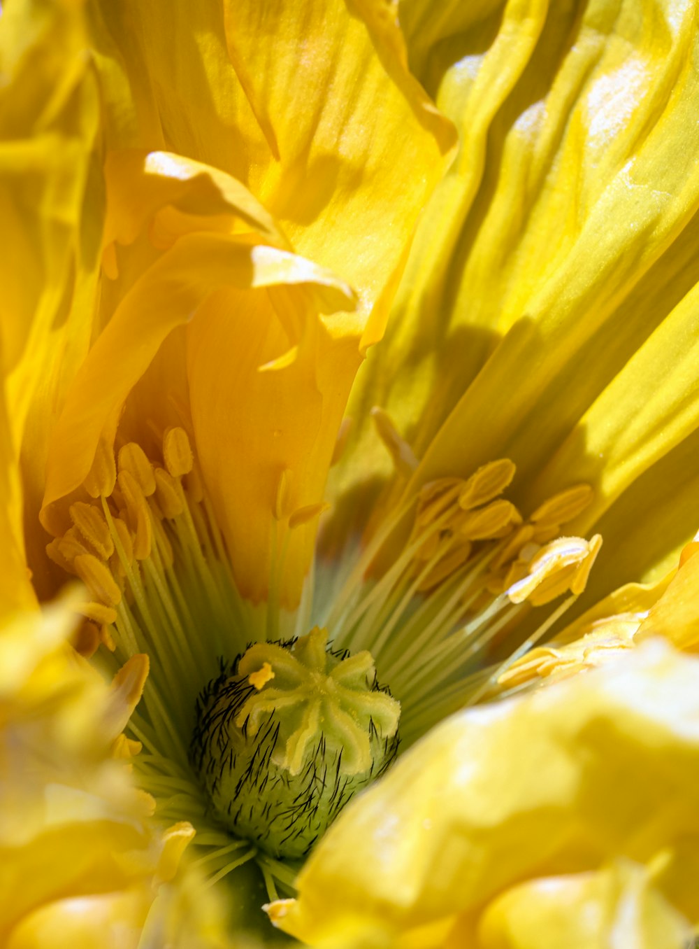 a close up of a yellow flower