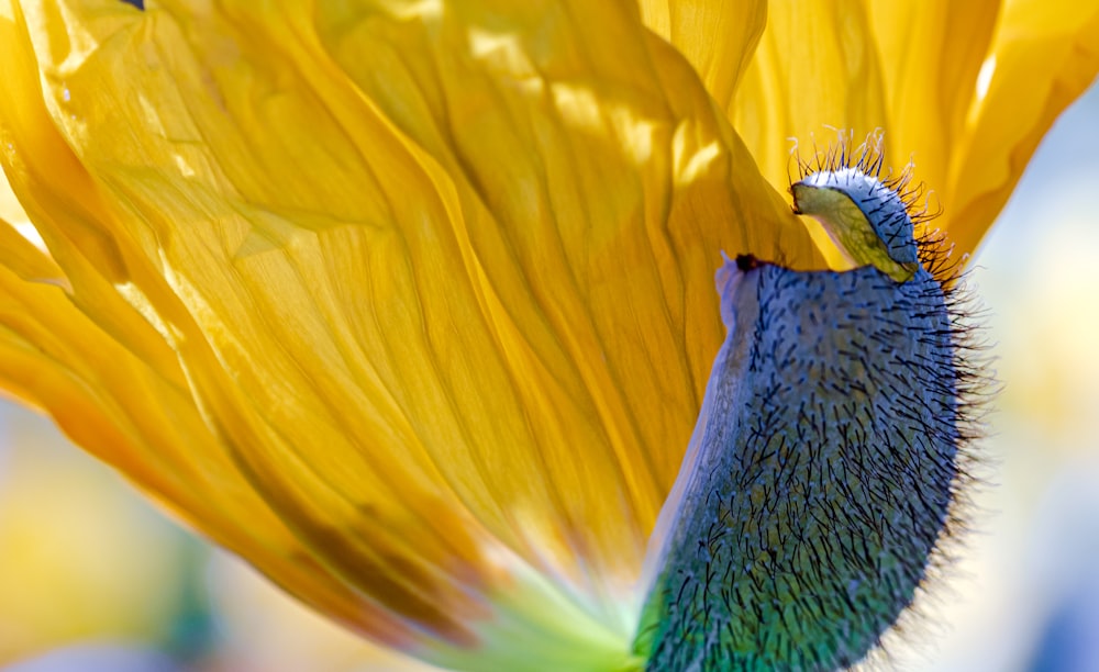 a close up of a yellow flower