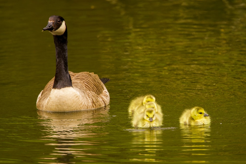 a duck and her ducklings swimming in a pond