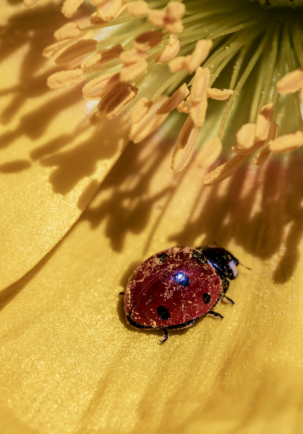 a ladybug on a plant