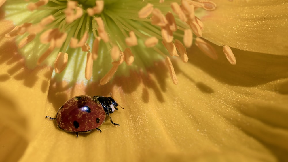 a black and yellow bug on a yellow flower