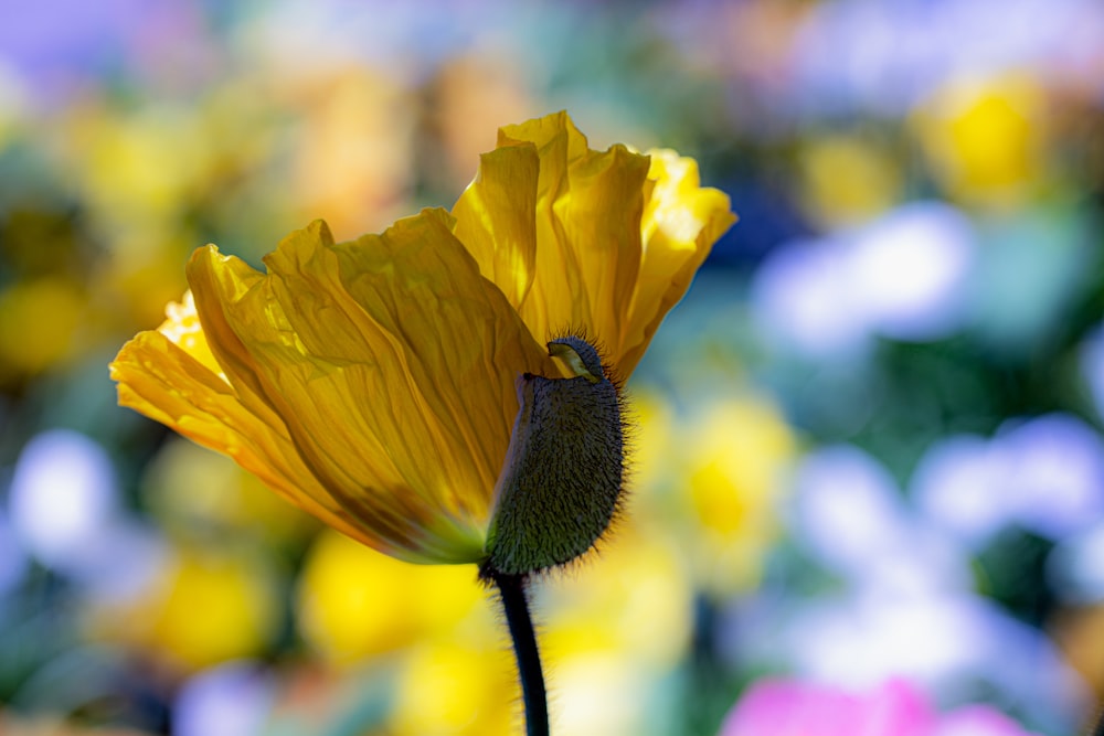 a close up of a yellow flower