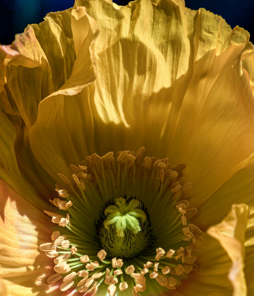 a close up of a yellow flower