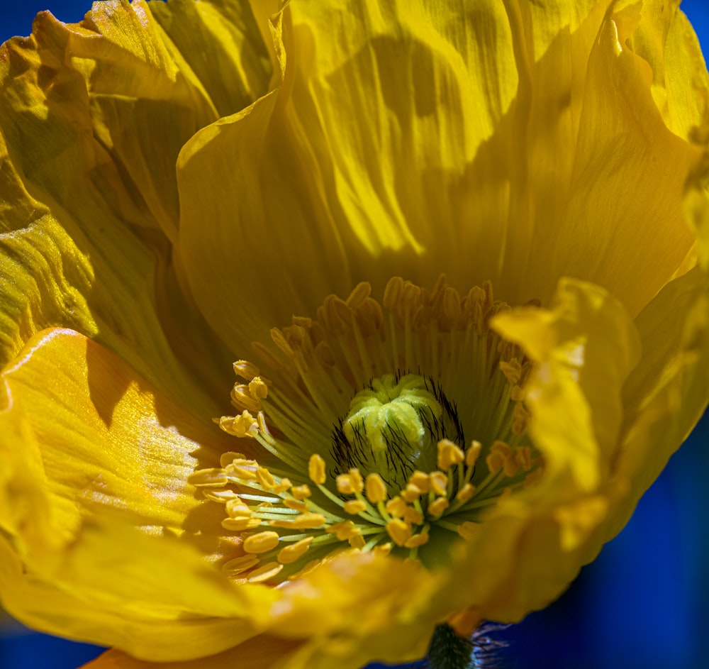 a close up of a yellow flower