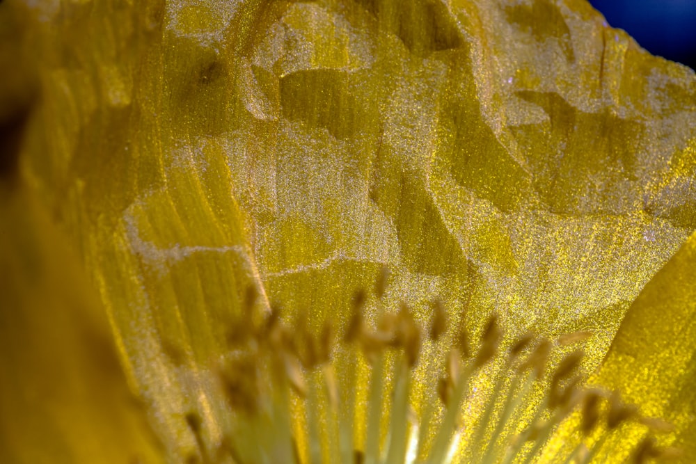 a close up of a leaf